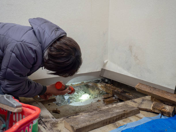 College, AK Mold Removal Company