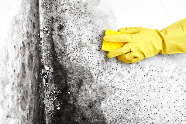 Best Dehumidification Services  in College, AK
