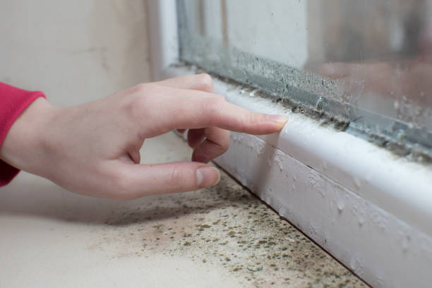 Best Mold Damage Restoration  in College, AK