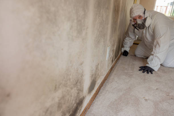 Best Basement Mold Removal  in College, AK