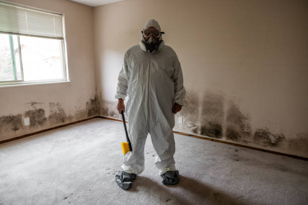 Best Attic Mold Removal  in College, AK